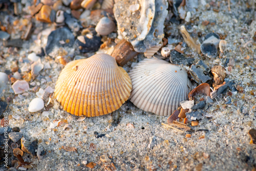 Sea Shells