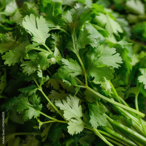 close up of bunch of green fresh coriander