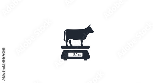 Black cow on a scale.