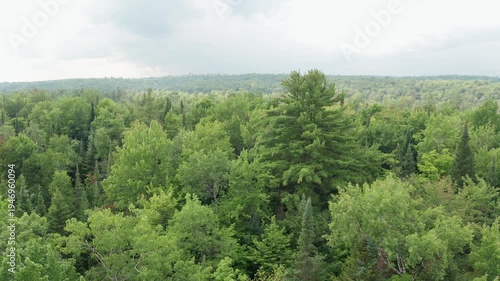 Drone aerial. Summer forest with Eastern White Pine. Ontario, Canada. 4K.