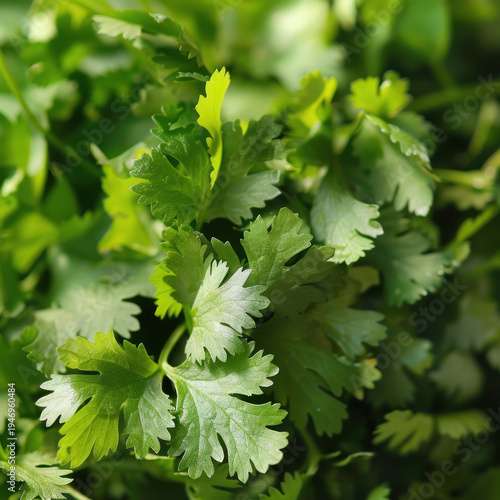 close up of bunch of green fresh coriander