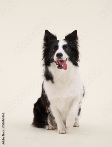 Black and white Border Collie sits upright with alert posture. Light cream background used in studio setup.