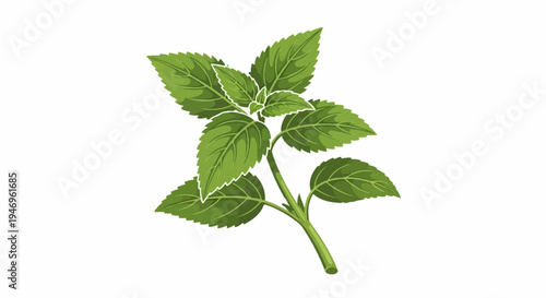 A vibrant green botanical illustration of a fresh herb sprig with serrated leaves on a white background