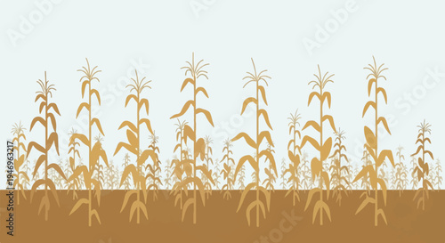 A stylized illustration depicting a vast cornfield with mature maize plants in shades of brown and tan