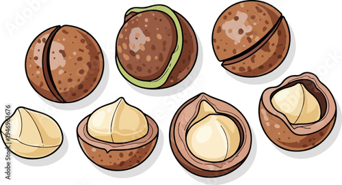 An illustration of macadamia nuts in different stages, from whole to cracked with visible kernels