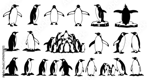 Penguin Collection: Diverse Poses and Groupings of Antarctic Birds
