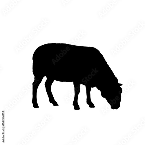 Grazing sheep silhouette, vector illustration