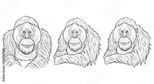 Three Detailed Orangutan Portraits in Black and White