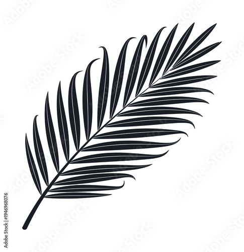 Vector of a single palm leaf with intricate lines and smooth curves