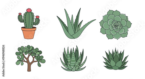 Various succulents and cacti isolated