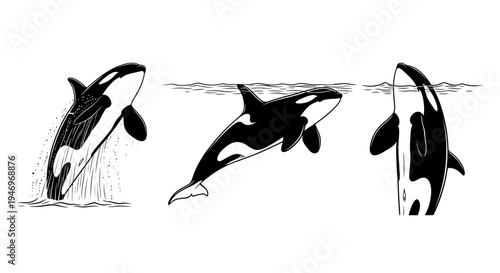 Orca Whales in Various Poses Black and White Drawings