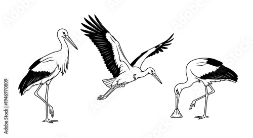 White Stork Sequence in Black and White