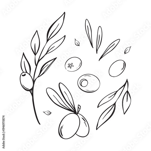 Olive branch and olives line art botanical illustration set