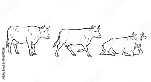 Line Art Cows in Various Poses