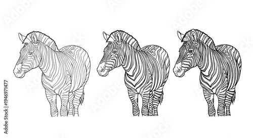 Evolution of a Zebra Sketch Line Art Grayscale and Silhouette