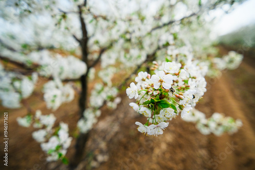 An apple tree with many white flowers in close-up