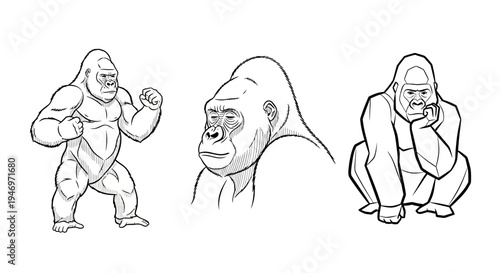 Line Drawings of Gorillas in Various Poses