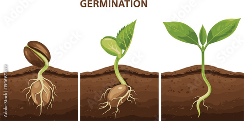 Seed Germination Stages Icon Set Showing Sprouting Process and Early Plant Development for Gardening and Environmental Education Designs