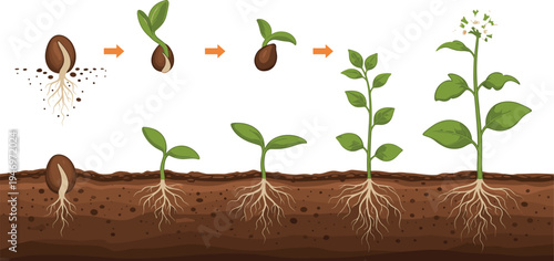 Seed Growth Stages Icon Set Featuring Germination, Seedling, and Plant Development for Gardening and Agricultural Education Designs