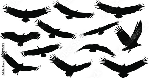 Mega collection of black bird silhouettes featuring soaring eagles large condors flying raven flocks and small songbirds perched on wires isolated on white background