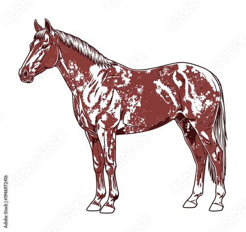 Vector of a brown and white spotted horse standing calmly against a plain background