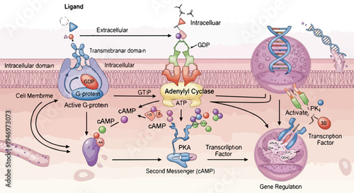 Detailed G protein-coupled receptor (GPCR) signaling pathway vector illustration showing ligand binding, adenylyl cyclase activation, cAMP production, PKA