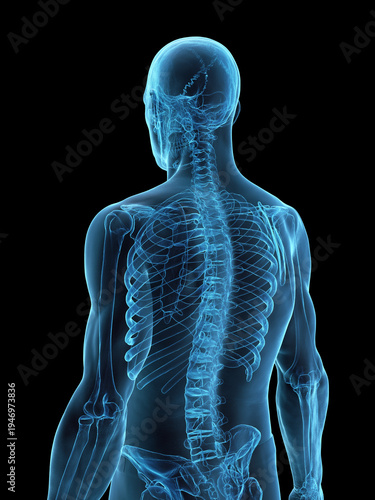 A Detailed 3D Depiction Of The Skeletal System Of A Male