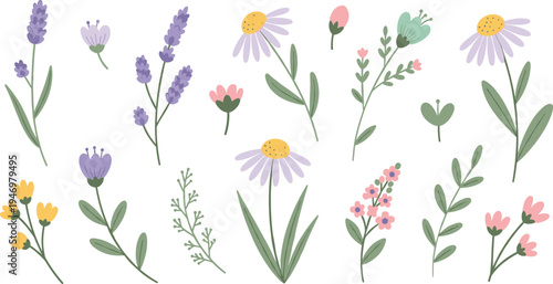 Hand drawn wildflowers and botanical plants collection with lavender daisies leaves and floral stems decorative nature flat vector illustration set