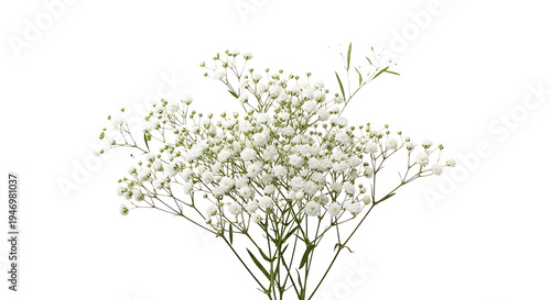 A bouquet of white baby's breath flowers on transparent background