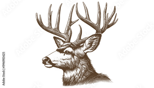 Mule deer vector