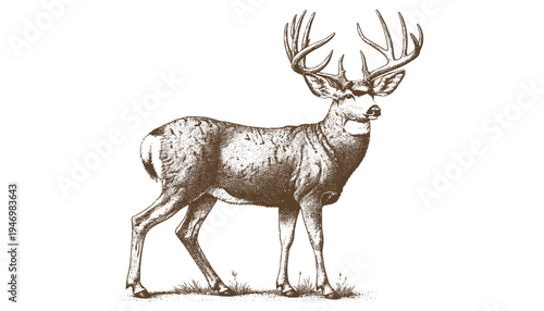 Mule deer vector