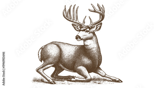 Mule deer vector