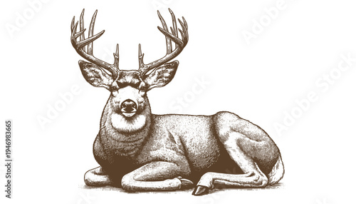 Mule deer vector
