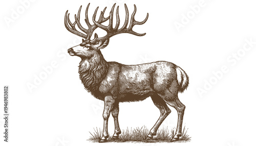 Mule deer vector