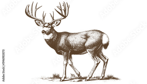 Mule deer vector