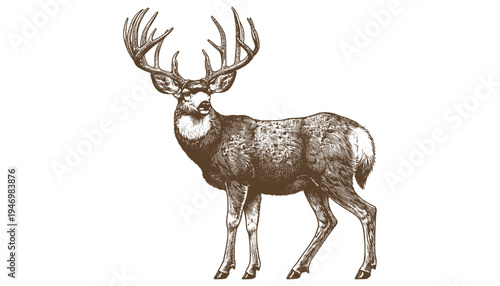 Mule deer vector