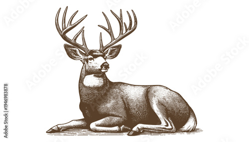 Mule deer vector