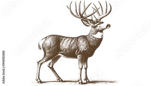 Mule deer vector