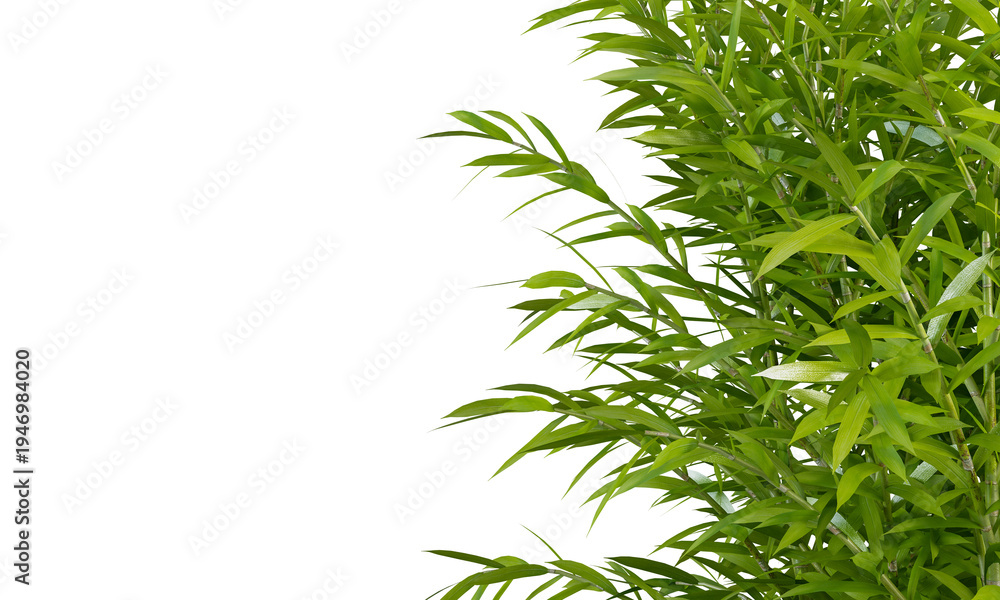 Obraz premium Cluster of Vibrant Green Bamboo Leaves