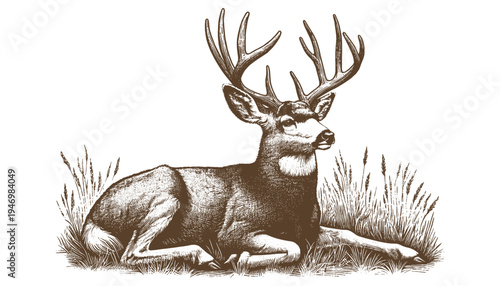 Mule deer vector