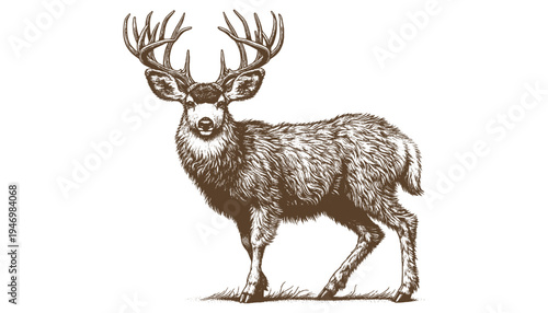Mule deer vector