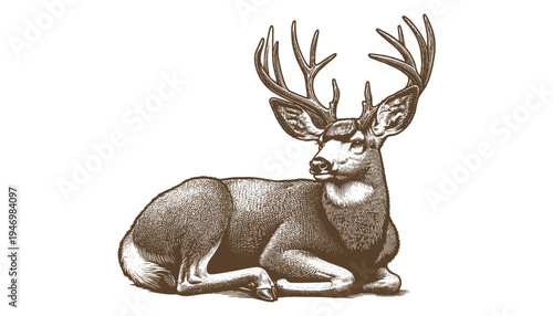 Mule deer vector