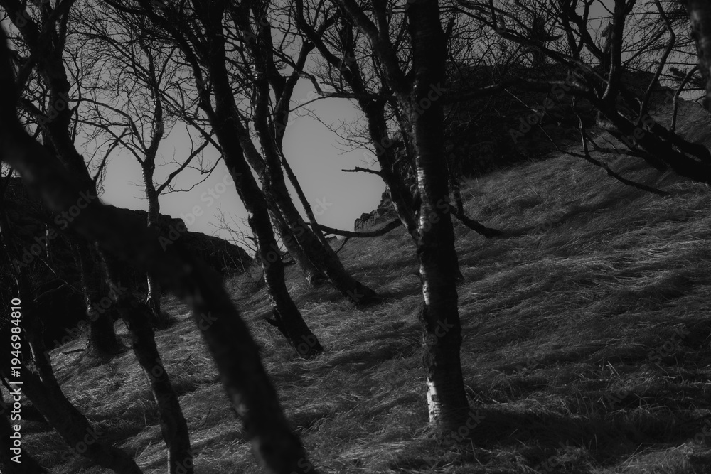 Naklejka premium Black and white windswept trees at Dverghamrar, South Iceland