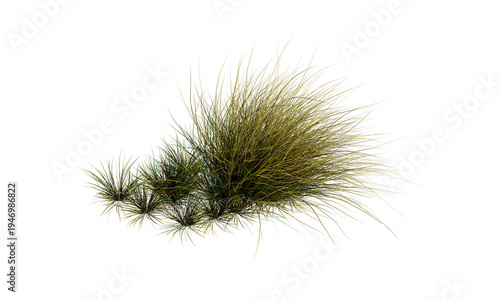 Cluster of Grass-Like Green Plants