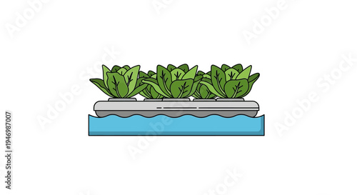 Lettuce Growing in Hydroponic System.