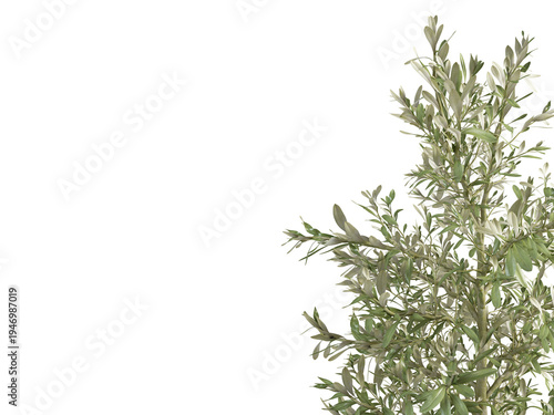 Olive Tree Branch with Silvery Leaves