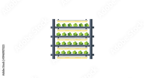 Lettuce Growing in Hydroponic System.