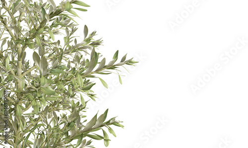 Olive Branches with Green Leaves