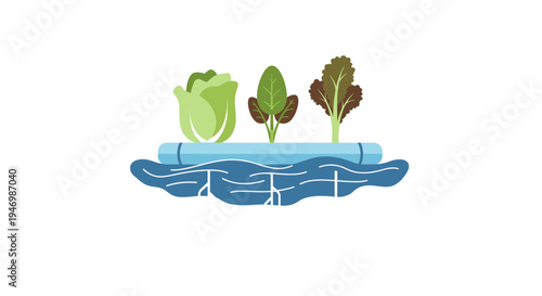 Lettuce Growing in Water Hydroponics System.
