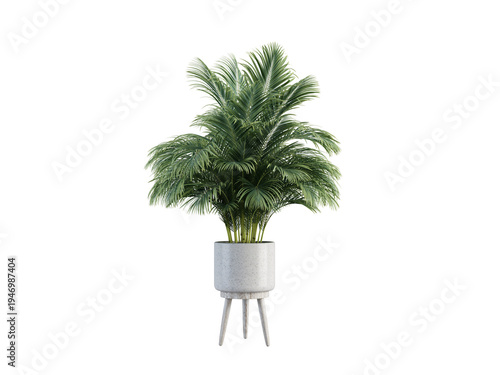Palm-Like Indoor Plant in White Pot